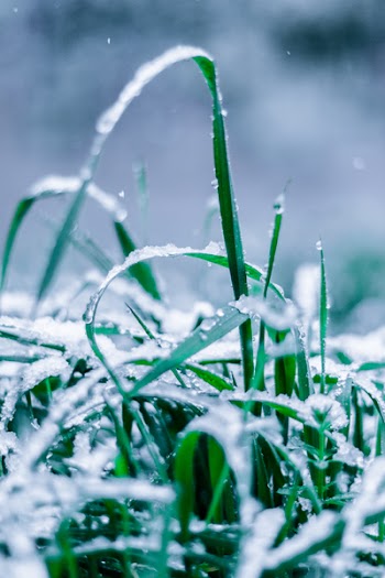 Close-Up Photo of Wet Grass