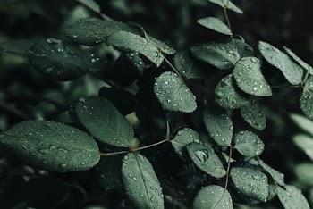 Close-Up Photo Of Wet Leaves