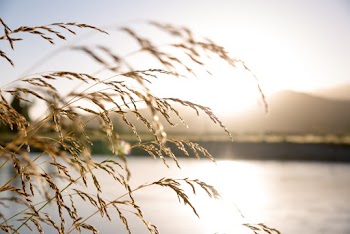 Close-Up Photo of Wheat