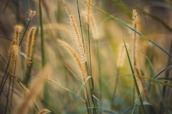 Close Up Photo of Wheat