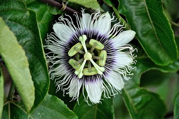 Close Up Photo of White and Black Flower at Daytime