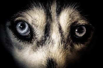 Close Up Photo of White and Black Short-furred Animal