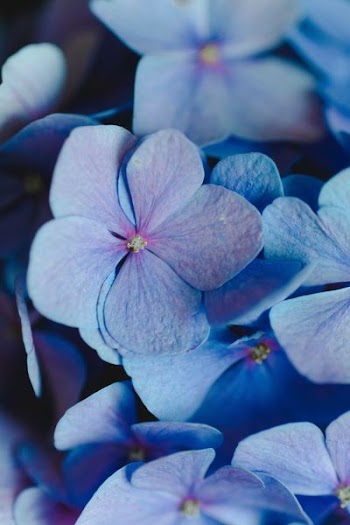 close-up photo of white and purple petaled flowers
