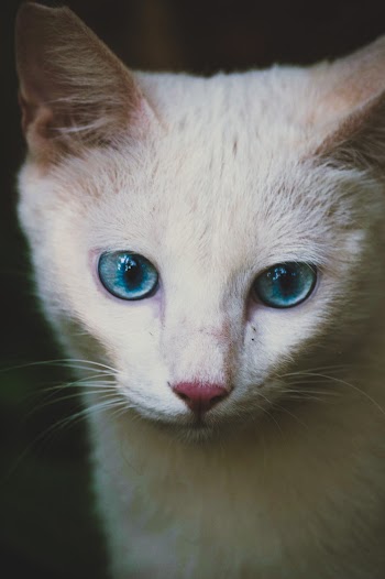 Close-Up Photo of White Cat