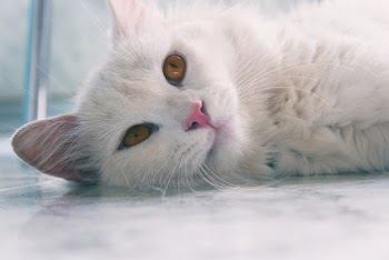 Close-Up Photo of White Cat Lying Down