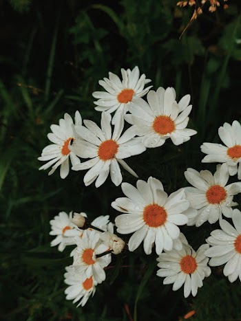 Close-Up Photo of White Daisies