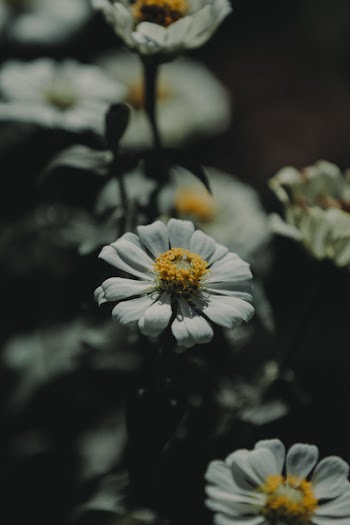 Close-Up Photo of White Daisy
