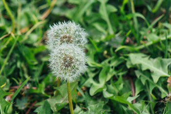 Close Up Photo of White Dandelion