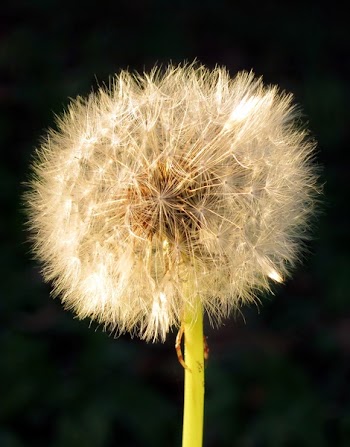 Close-up Photo of White Dandelion Flower
