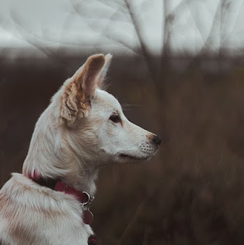 Close-up Photo of White Dog