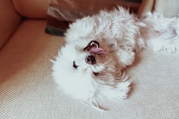 Close-up Photo of White Dog Lying Down on Sofa