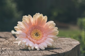 Close-Up Photo of White Flower