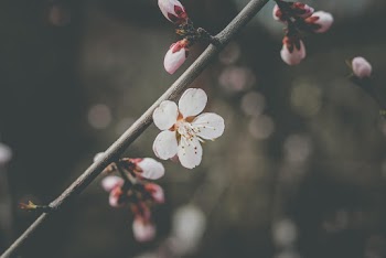 Close-Up Photo of White Flower