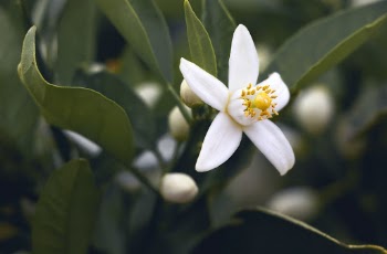 Close-Up Photo of White Flower