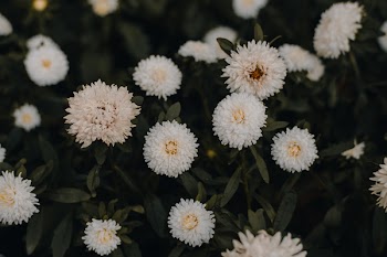 Close-Up Photo of White Flowers