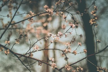 Close-Up Photo of White Flowers