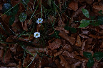 Close-Up Photo of White Flowers Near Dry Leaves