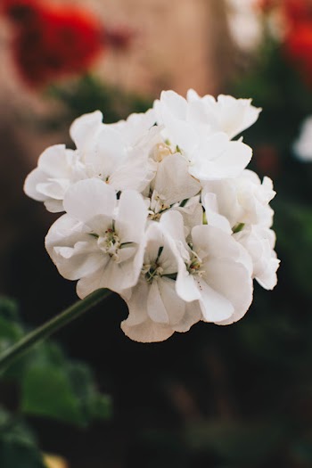 Close-up Photo Of White Geranium Flowers