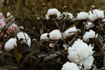 Close-Up Photo Of White Petaled Flower