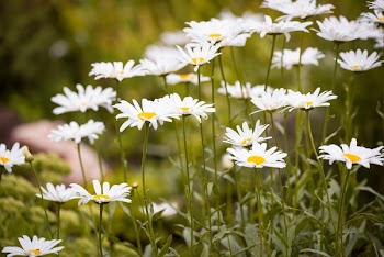 Close Up Photo of White Petaled Flower Plant