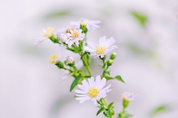 Close Up Photo of White Petaled Flower With Yellow Stigma
