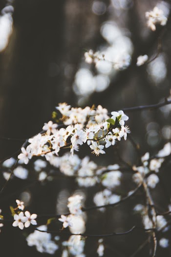 Close-up Photo of White Petaled Flowers