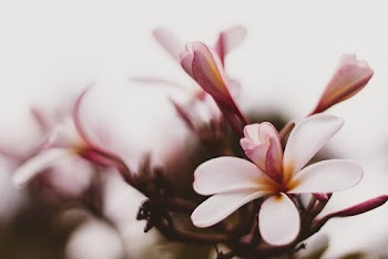 Close-Up Photo of White Petaled Flowers