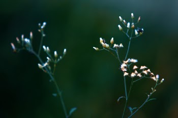 Close-up Photo of White Petaled Flowers