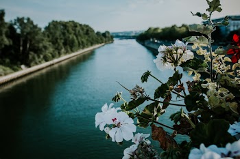 Close-up Photo of White Petaled Flowers Near Body of Water