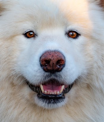 Close-Up Photo of White Samoyed