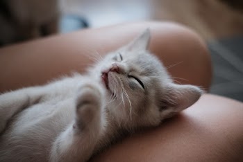 Close-up Photo of White Short-fur Kitten Sleeping on Persons Leg