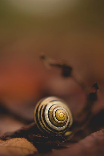 Close Up Photo of White Snail