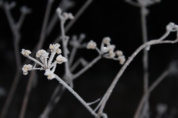 Close-up Photo of White Stem