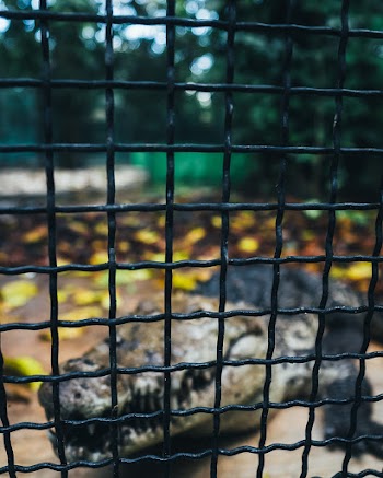 Close-Up Photo of Wire Mesh