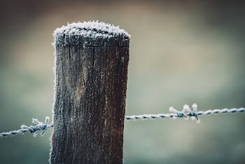 Close-Up Photo of Wooden Pole