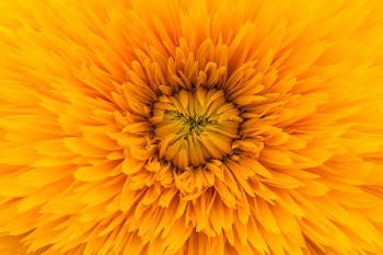 close up photo of yellow clustered flower