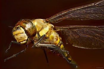 Close Up Photo of Yellow Dragonfly