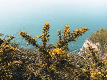 Close-Up Photo Of Yellow Flowers