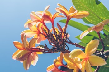 Close Up Photo of Yellow Plumeria Flower