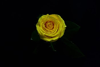 Close-up Photo of Yellow Rose in Bloom