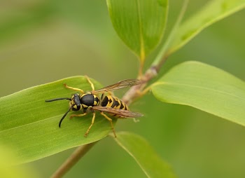 Close-up Photo of Yellowjacket Wasp on Green Leaf