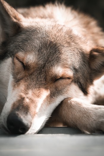 Close-up Photograhhy of a Dog