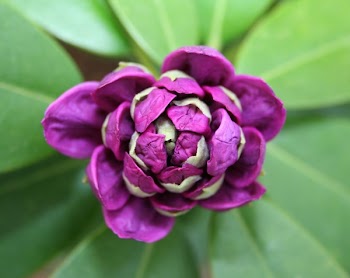 Close Up Photograph of Purple and White Flower