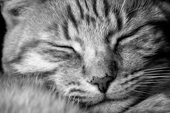 Close-up Photograph of Sleeping Cat
