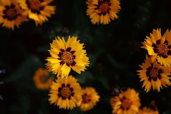 close-up photograph of yellow petaled flower plant