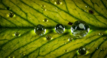 Close Up Photograph Water Drop on Green Leaf