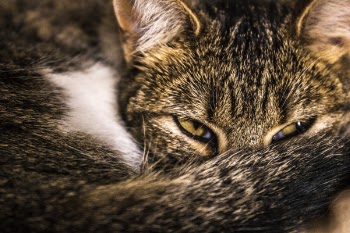 Close-up Photography Brown Tabby Cat