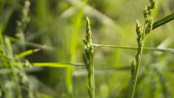Close Up Photography Green Grass during Daytime