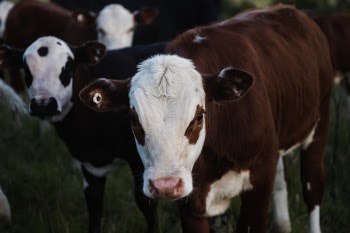 Close-up Photography of a Beef Cattle 