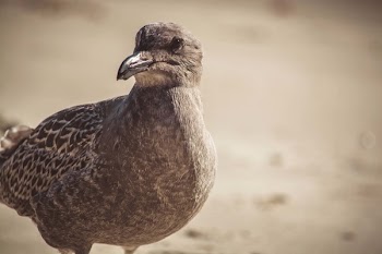 Close-up Photography of a Bird